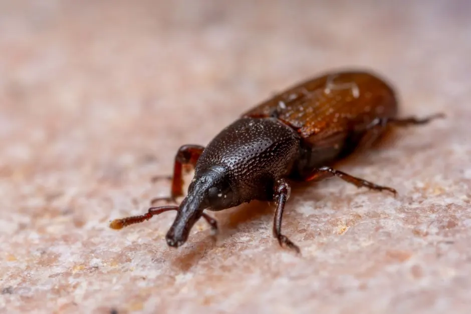 Arizona Pest Solutions Knows Desert Pests