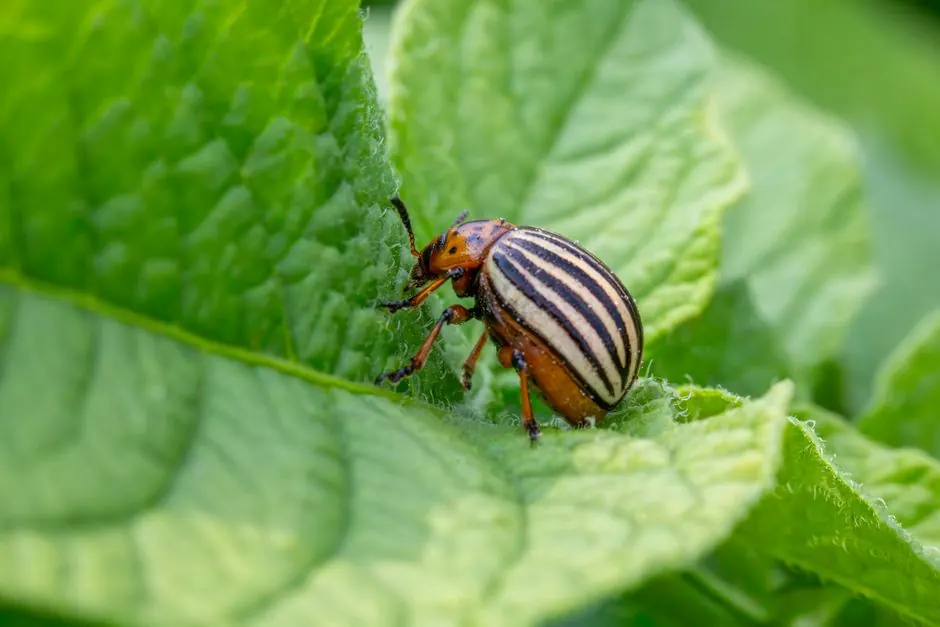 Close-up of a Colorado potato beetle feeding on a green leaf in nature.