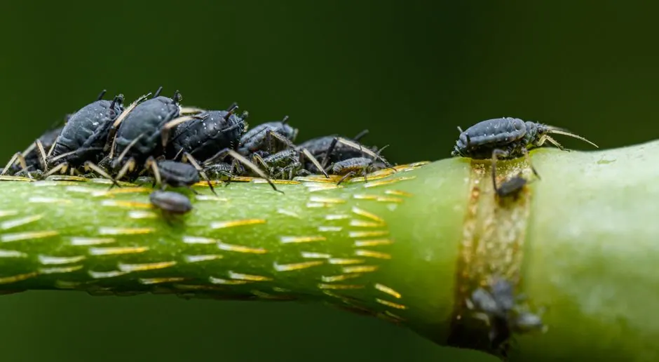 Commercial pest control