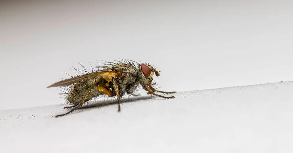 Licensed Ant Extermination Phoenix Homeowners Rely On