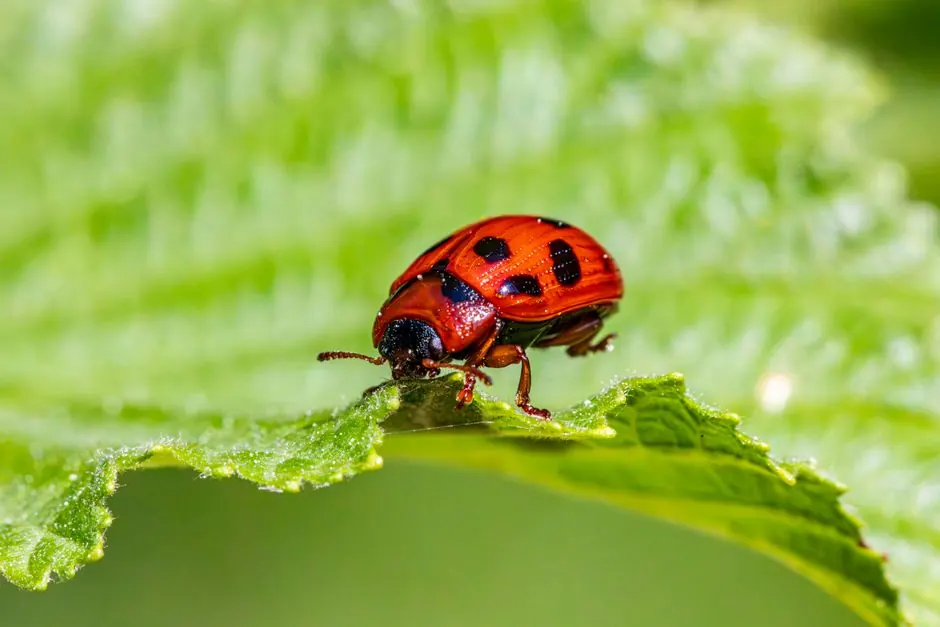 Residential pest control