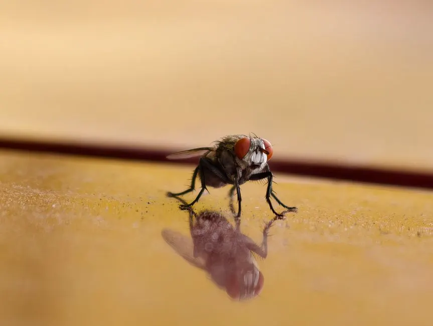 Local Pest Exclusion Experience You Can Verify