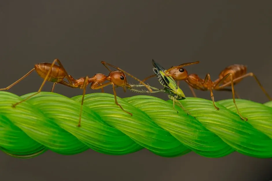 Commercial pest control