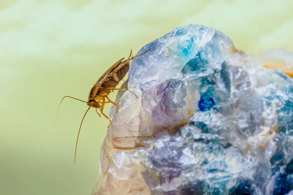 Why Phoenix Homeowners Book Scorpion Treatment