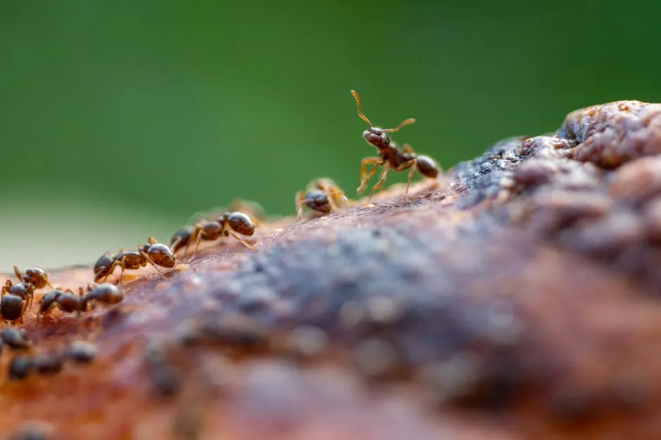 Why Phoenix Homeowners Choose Our Ant Treatment